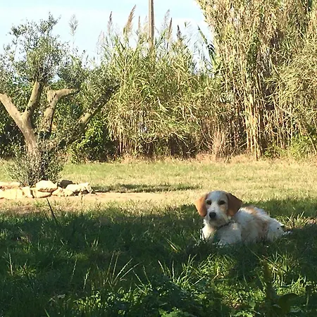 Casa Cao Charmantes Mit Garten بيت للعطل *